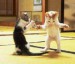 small_ tančící kočičky.gif.jpg