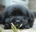 close-up pup (2).jpg